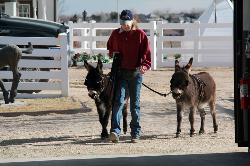 Hurry up, Augie…we get to go to the indoor arena and play with the obstacles today!