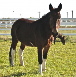 Mule de Lucky Three Ranch, Sir Lancelot