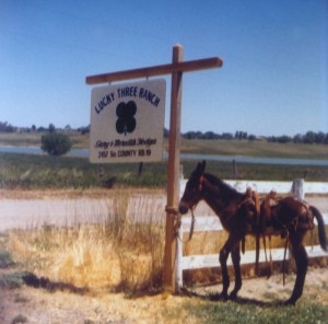 Lucky Three Sundowner, quand il était yearling