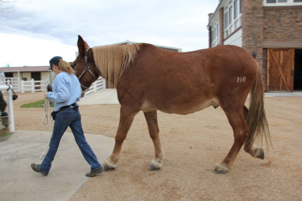 roll-farrier-10-14-16-006