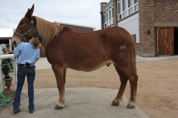 roll-farrier-10-14-16-007