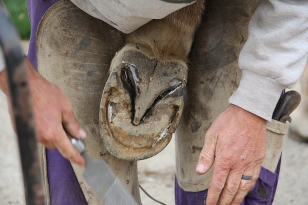 roll-farrier-10-14-16-029