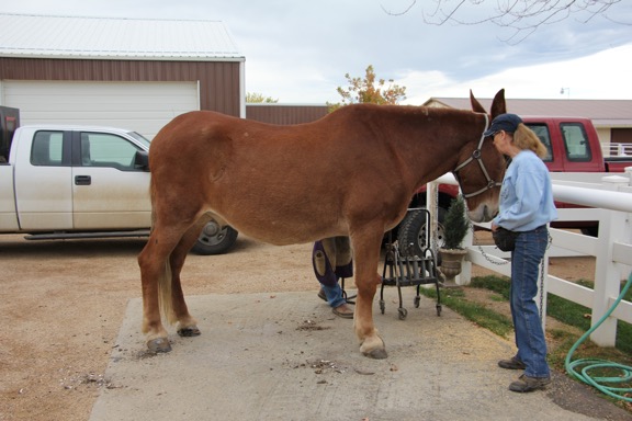 roll-farrier-10-14-16