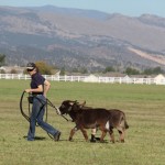 Meredith with mini donkeys Spuds and Augie crossing river