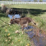 Meredith with mini donkeys Spuds and Augie crossing river