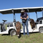 Meredith with mini donkeys Spuds and Augie on golf cart