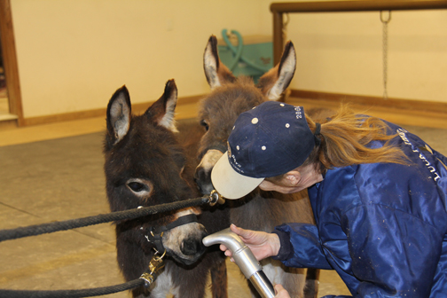 "Oh, it tickles my nose…ah-chooo!"