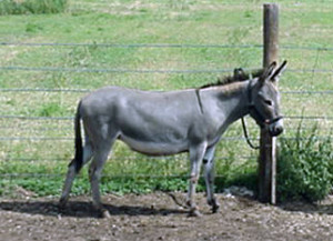 Petit âne commun 