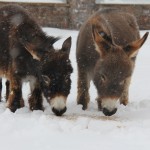 Spuds and Augie standing in the snow