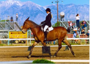 World Champion mule Lucky Three Sundowner