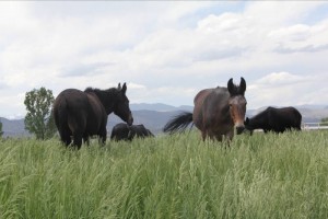 WN-Muzzles-01Pasture