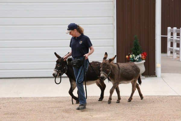 WN-SA061015-Minis Grooming 6-10-15 012