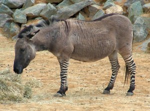 Zébrâne, photo utilisée avec la permission de l’utilisateur de Wikipedia Sannse